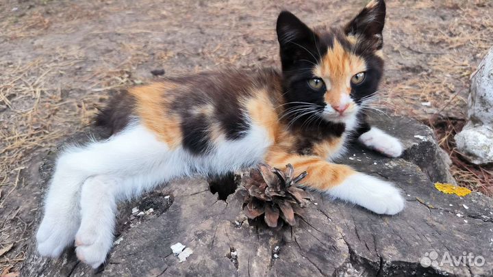 Котенок
