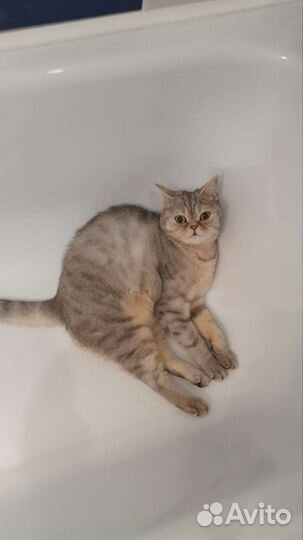 Шотландский кот