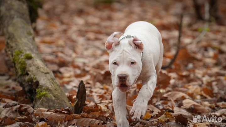 Щенок питбуля
