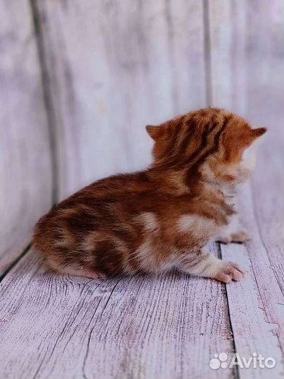 Кошка страйт. Золотой мрамор