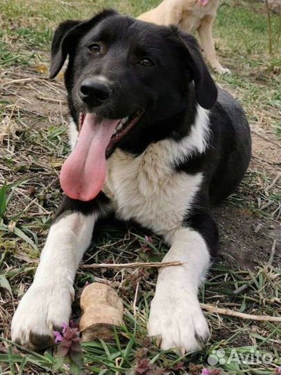 Молодая собака около года