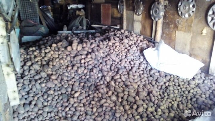 Картофель крупный