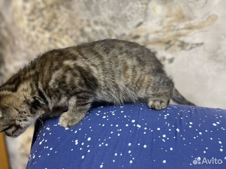 Шотландская кошечка