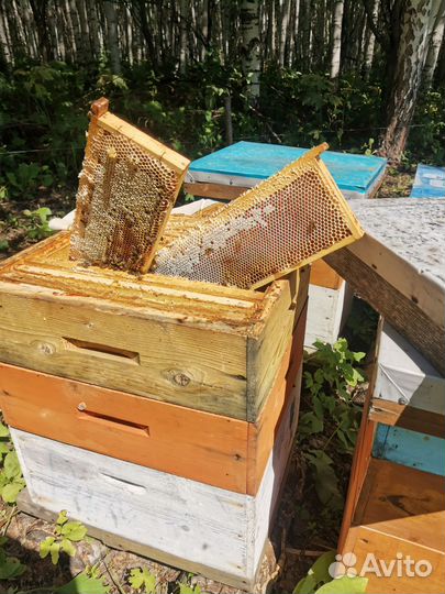 Продам мед оптом