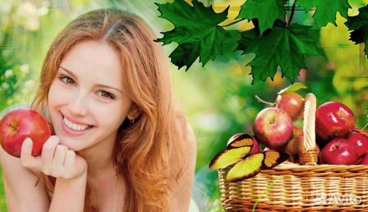 Сборщик яблок в саду. Вахта