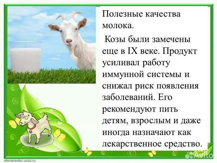 Вкусное и полезное козье молоко