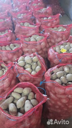 Картофель крупный желтых сортов