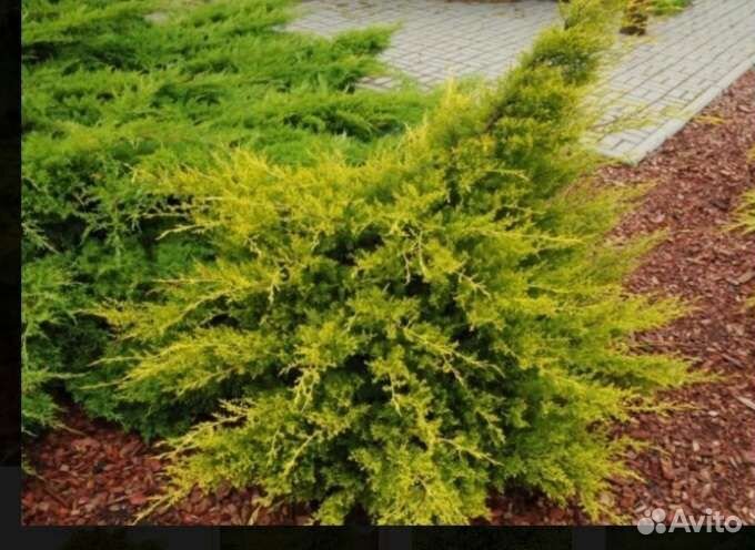 Можжевельник