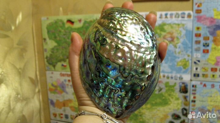 Крупная 12,5см раковина галиотиса (пауа, абалон)