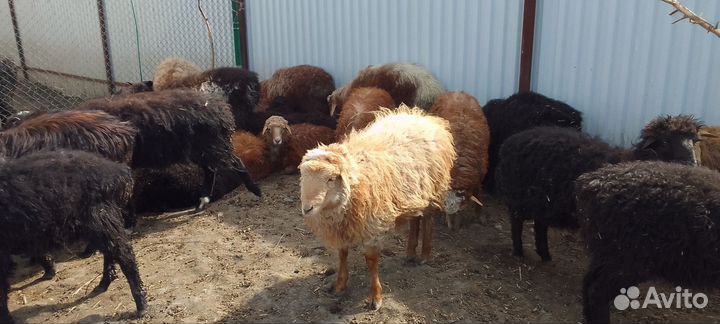 Овцы бараны ягнята