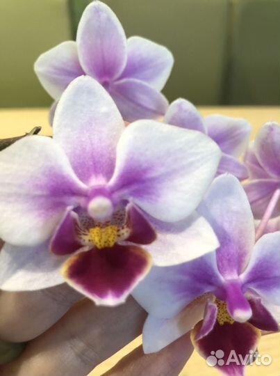 Орхидея фаленопсис
