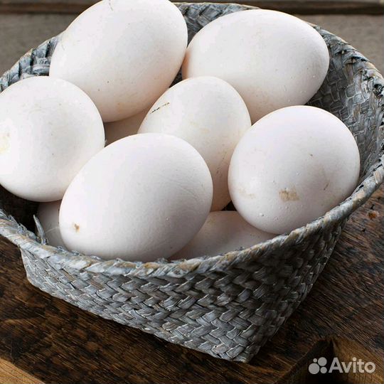 Белоснежные Леггорн с идеальным оперением