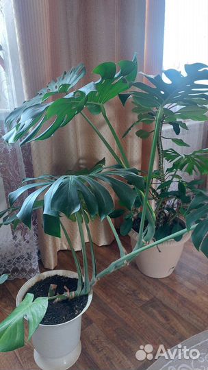 Монстера альба