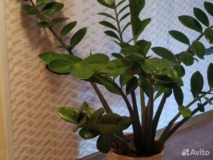 Замиокулькас