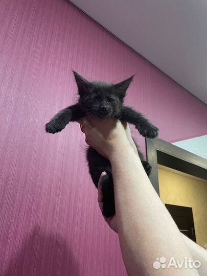 Котята мейн-кун