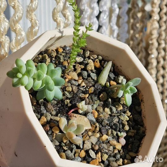 Мини-сад суккуленты