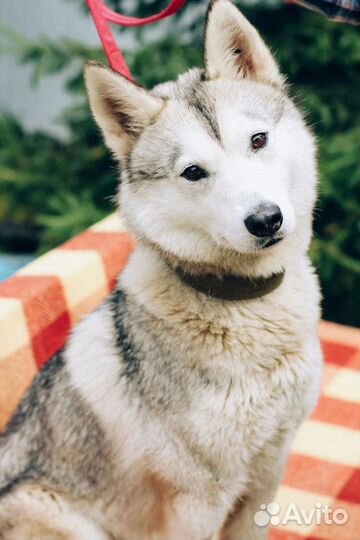 Собака Лора ищет дом и доброго хозяина