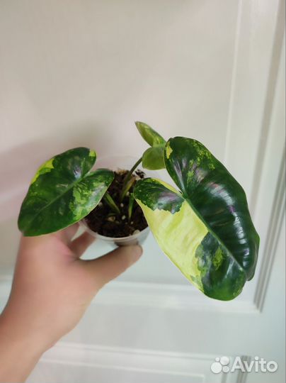 Филодендрон Burle Marx variegata