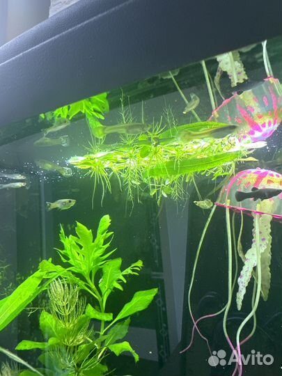 Гуппи гупики