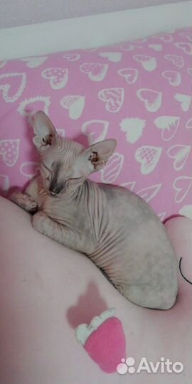 Донской сфинкс