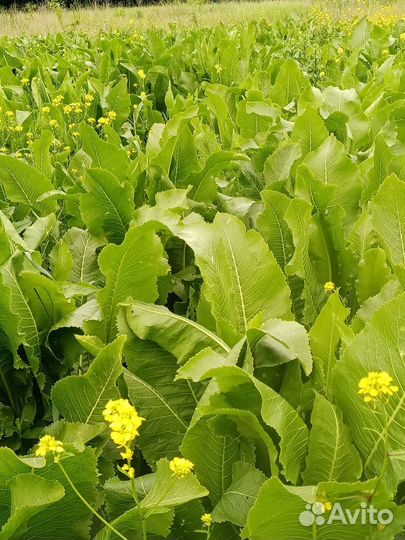 Продать корень хрена