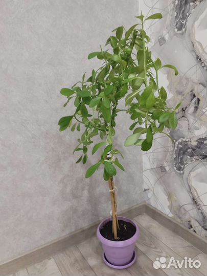 Цветы семейства молочаевых