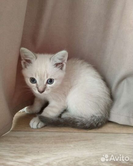 Кошки в добрые руки