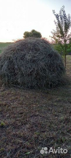 Корм для скота (сено)