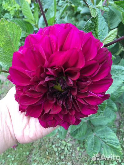 Клубни Георгинов красных, бордовых