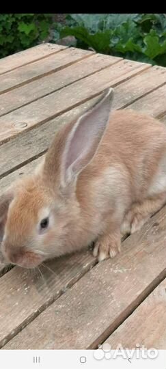Кролик баран