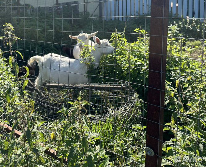 Коза дойная молочная