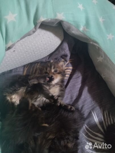 Котята мейн-кун