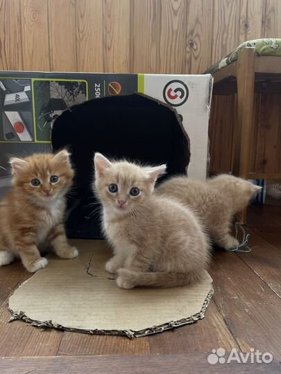 Котята, девочки. 1,5 месяца