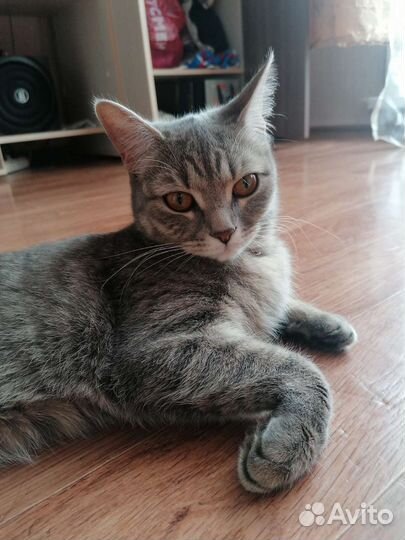 Отдам кошку