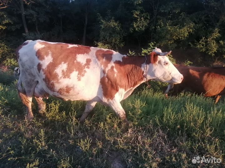 Дойные коровы