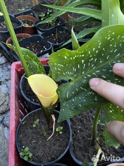 Калла клубни разные