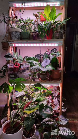 Комнатные растения