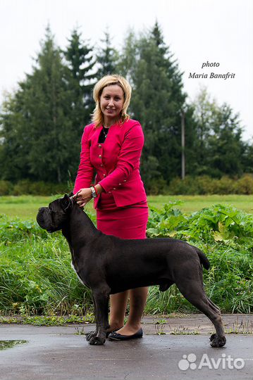 Профессиональный хендлер