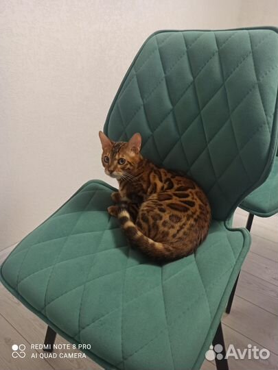 Бенгальская кошка