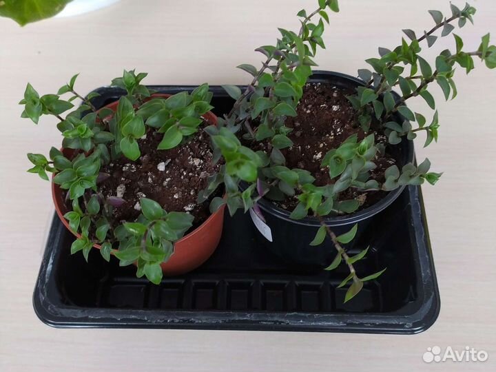 Комнатные цветы