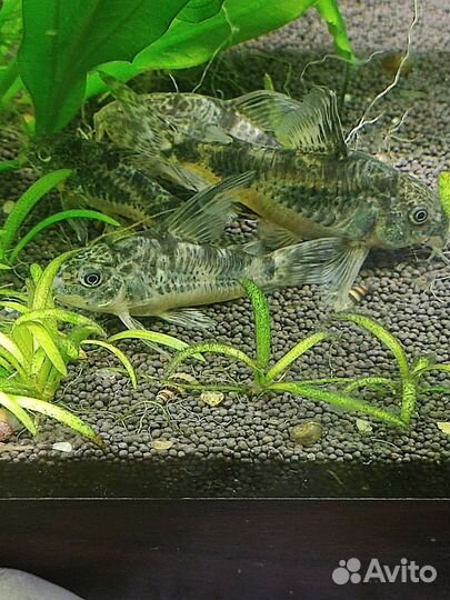 Рыбки, растения, улитки, живые корма