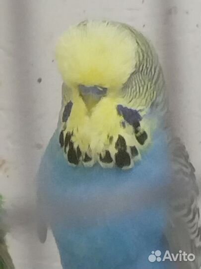 Выставочные попугаи чехи