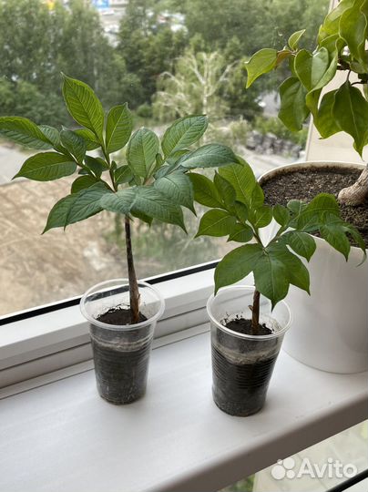 Аморфофаллус коньяк