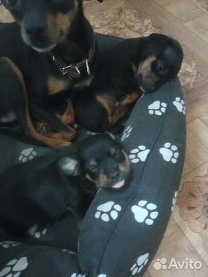 Той-терьер щенки