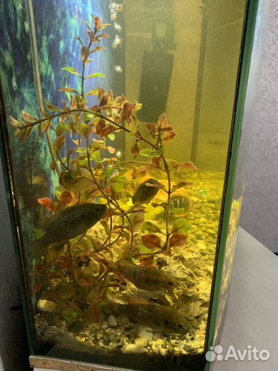 Аквариум