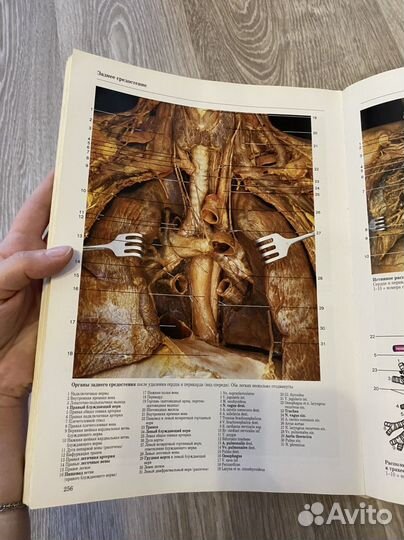 Атлас по анатомии