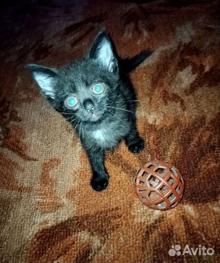 Кошка в дар бесплатно