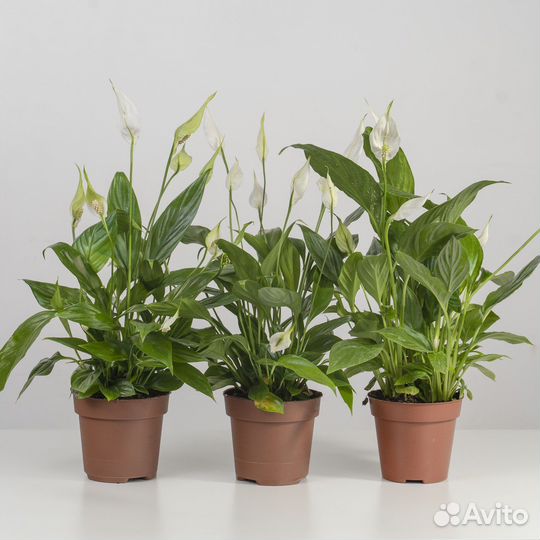 Комнатный цветок женское счастье