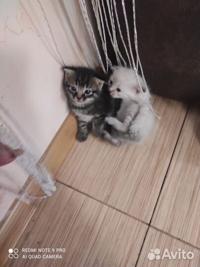 Кошечки вислоухие