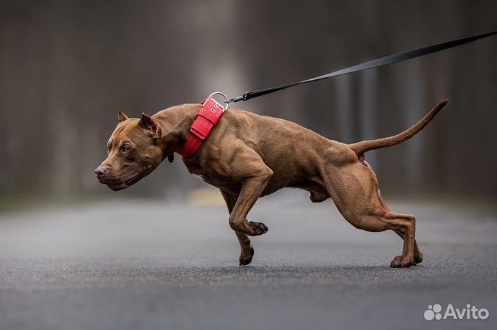 Питбуль вязка